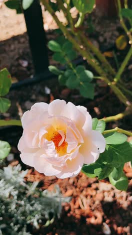 una hermosa rosa pálida