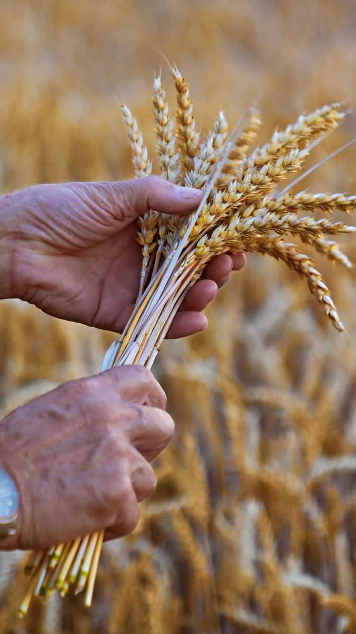 Male hands turn the ripe ears of corn. Close up. Yellow dry wheat field at backdrop in blur. Vertical video