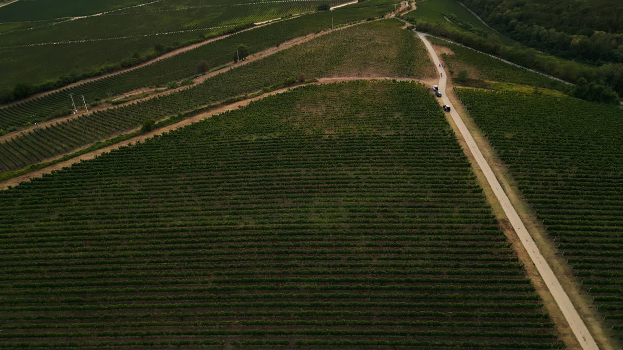 Stunning drone footage capturing the beauty of a vineyard, with rows of grapevines stretching across the landscape