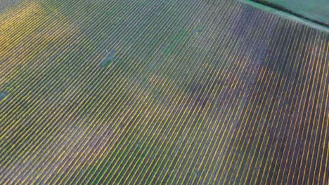 Aerial-of-nature-landscape-beautiful-hills-forests-fields-and-vineyards-of-Tuscany,-Italy-during-sunrise