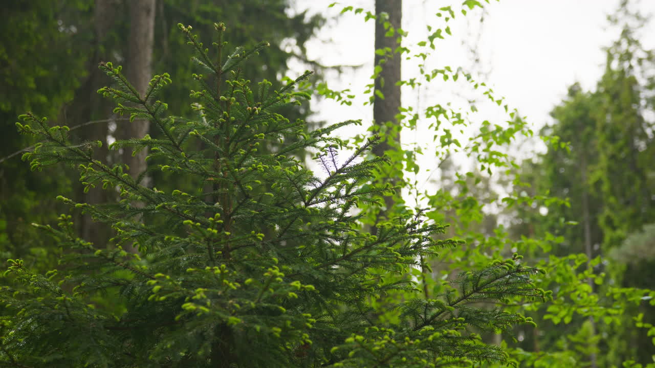 Pine tree moves with the wind in the forest