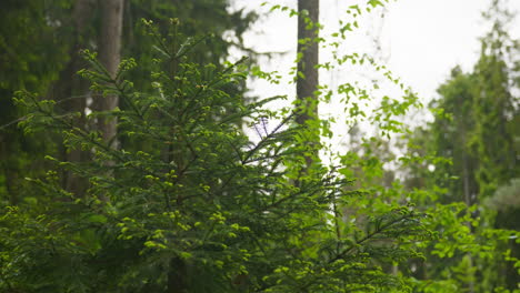 pine tree moves with the wind in the forest