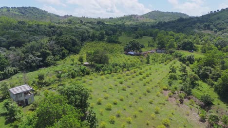 Aerial-drone-view-of-a-lemon-farm-in-Yamasá,-Dominican-Republic:-expansive-citrus-fields-under-a-clear,-sunny-sky,-with-green-mountains-and-soft-clouds-on-the-horizon