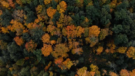 Drone-flight-over-fall-forest-in-Canada