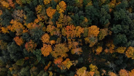 drone flight over fall forest in canada