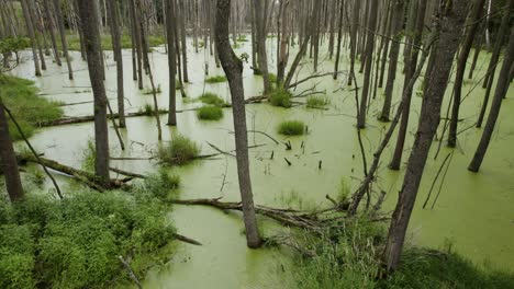 Toma-Aérea-De-Camiones-A-La-Derecha-Del-Pantano-Natural-Cubierto-De-Hojas-Verdes-Y-árboles-Muertos