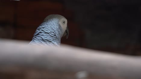 Tímido-Loro-Gris-Africano-Del-Congo,-Psittacus-Erithacus,-Escondiéndose-Y-Evitando-El-Contacto-Visual-En-El-Santuario-De-Aves,-Tiro-De-Cerca-De-La-Vida-Silvestre