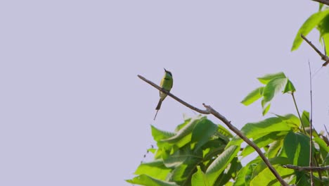 perched alone during a very windy day as it is looking around for its prey, little green bee-eater merops orientalis, thailand