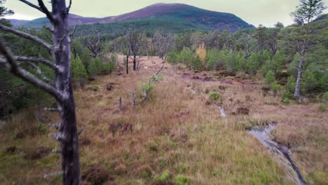 Luftaufnahmen-Von-Drohnen,-Die-Durch-Ein-Walddach-Aus-Waldkiefern-über-Einem-Torfmoor-Bei-Allt-Mor-Im-Cairngorms-Nationalpark-Mit-Torfmoos,-Einheimischen-Bäumen-Und-Bergen-Und-Einem-Fluss-Fliegen