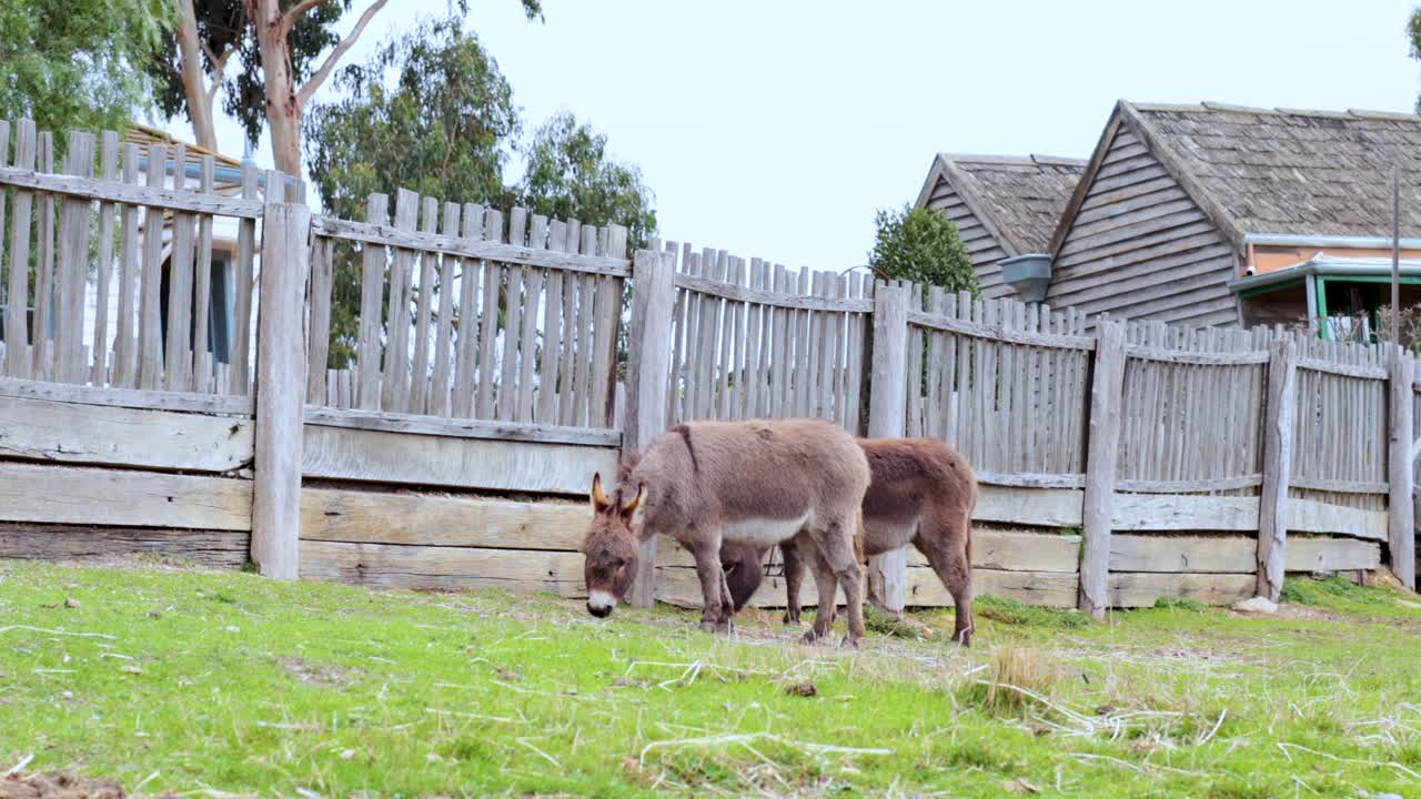 나무 울타리  에서 먹이를 먹는 당나귀 들
