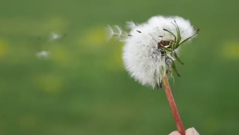 cabeza de semilla de diente de león