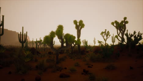 vista del atardecer del desierto de arizona con cactus saguaro y montañas