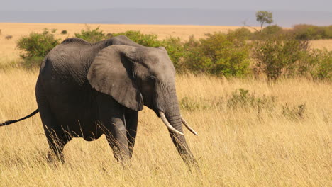 elephant walking in the african savanna in masai mara, kenya - wide shot