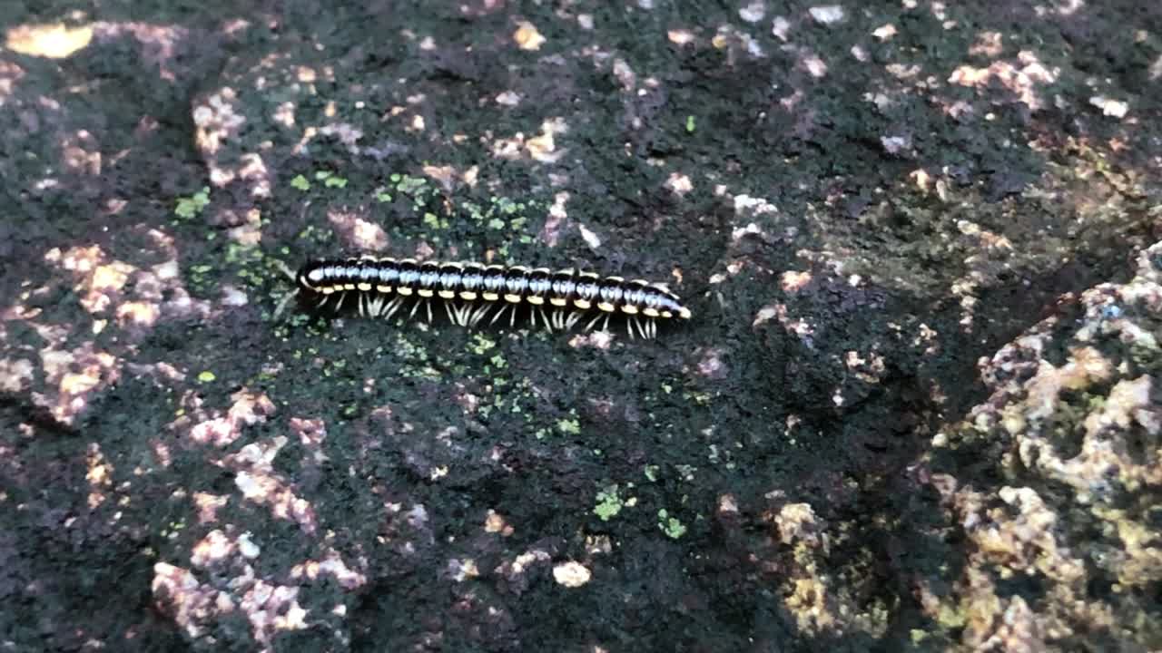 아름답고 검은색과 노란색의 미리아포드 곤충이 모스 같은 바위 위를 고 주변을 탐험하고 있습니다.