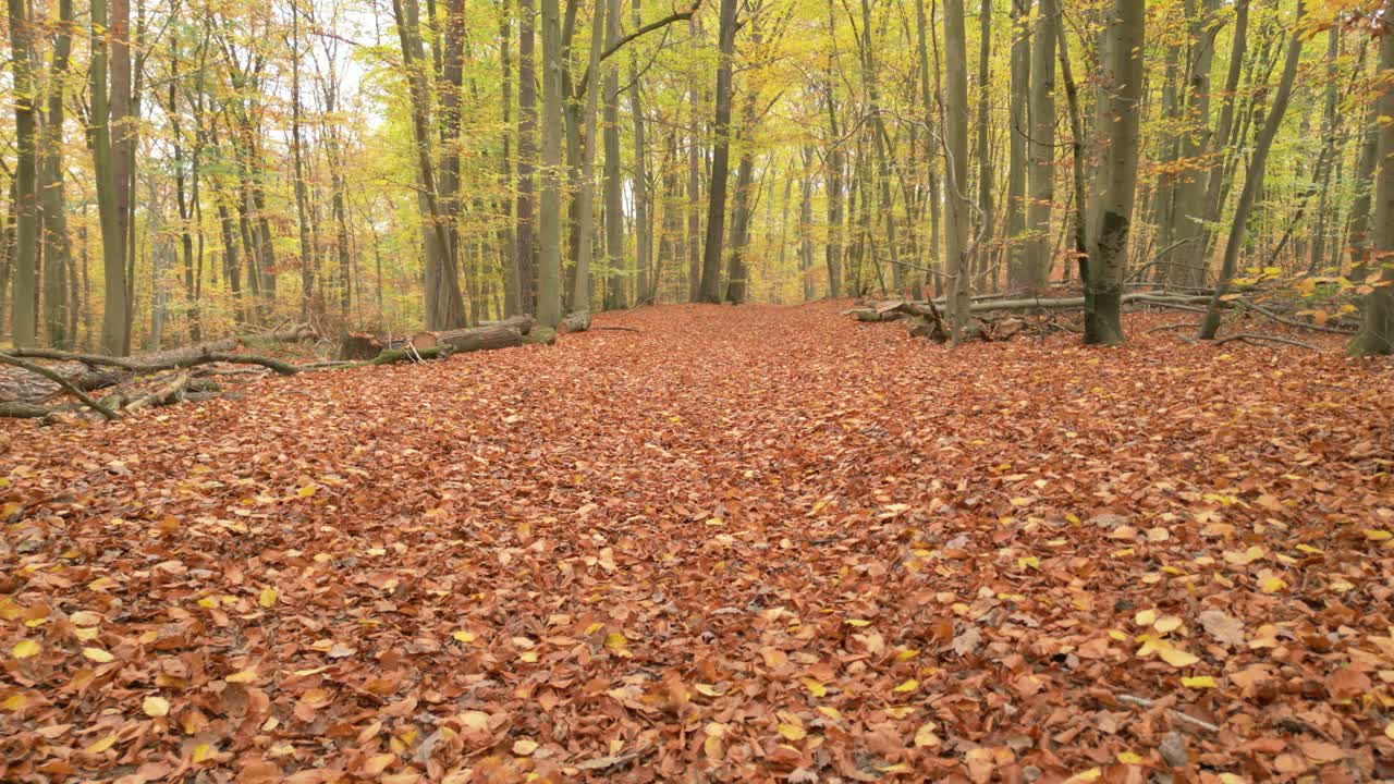 camino del bosque de otoño