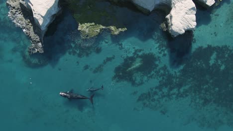 vista aérea sobre dos ballenas barbadas, en un mar azul transparente, en la costa de península valdés, patagonia - seguimiento, de arriba hacia abajo, disparo de drones - cámara lenta - mysticeti