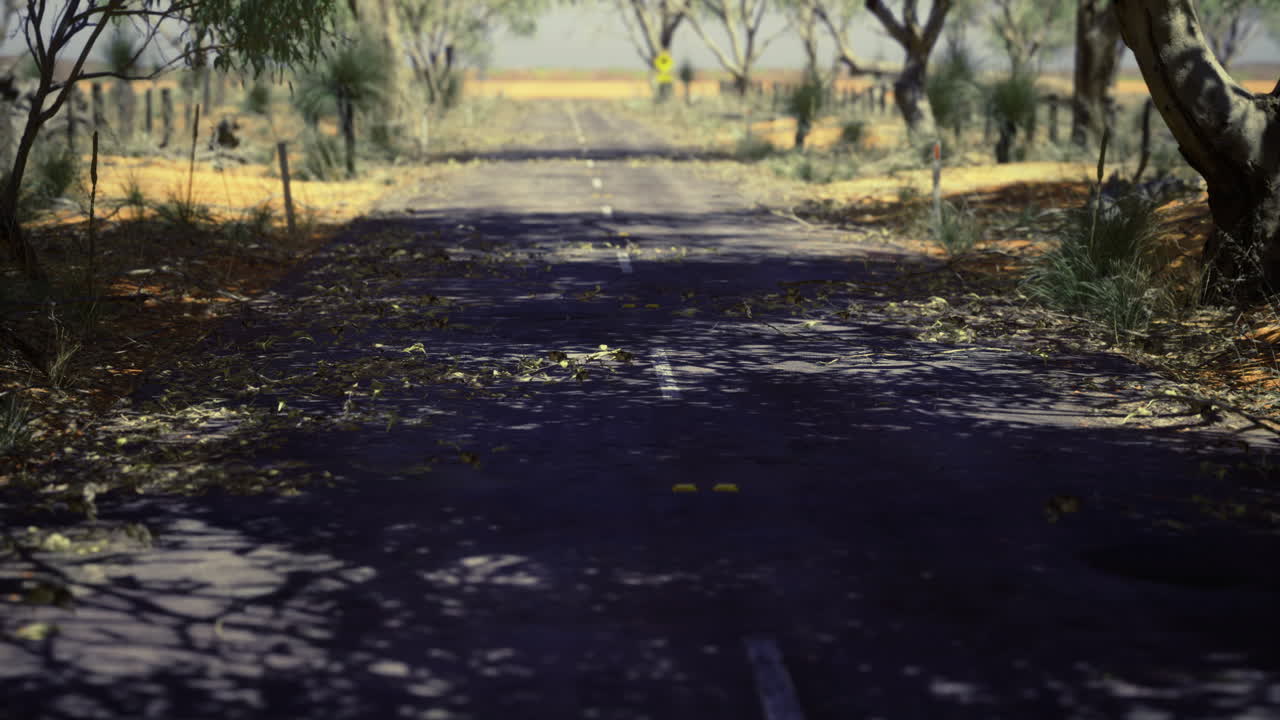 Overgrown rural road surrounded by sparse trees on a sunny day