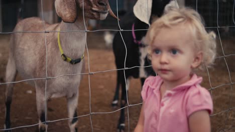 a cute little girl pointing at goats on a farm