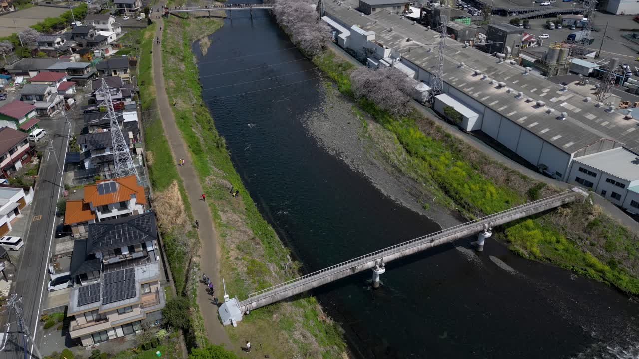 Cinematic drone tilt up over Mt. Fuji next to river with cherry blossoms