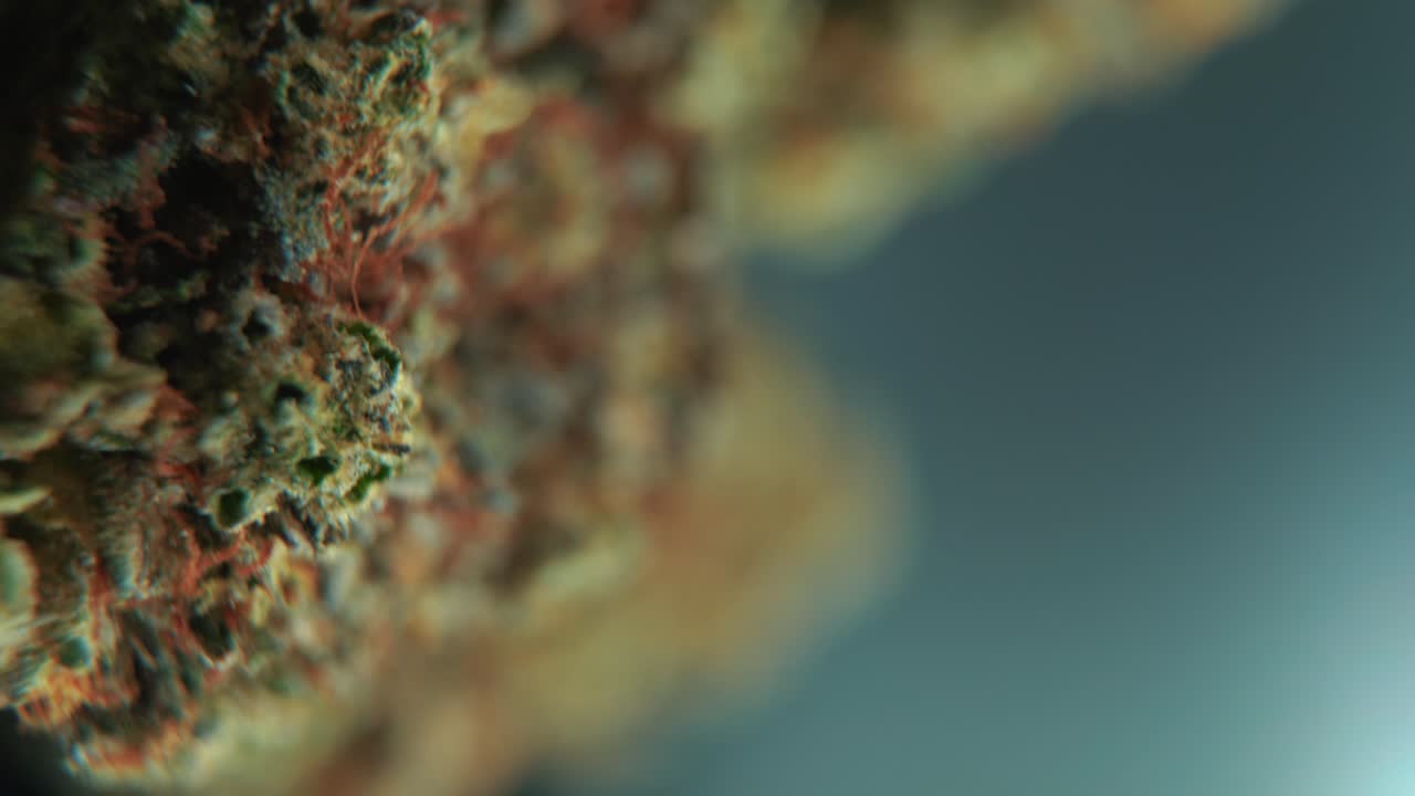 una toma cinemática macro vertical detallada de una planta de cannabis, variedades híbridas de naranja, indica y sativa, flor de marihuana verde, en un soporte giratorio de 360, cámara lenta, video 4k, iluminación de estudio