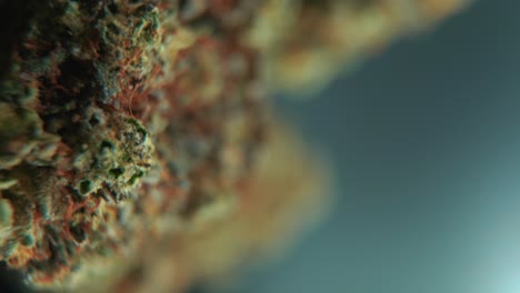 una toma cinemática macro vertical detallada de una planta de cannabis, variedades híbridas de naranja, indica y sativa, flor de marihuana verde, en un soporte giratorio de 360, cámara lenta, video 4k, iluminación de estudio