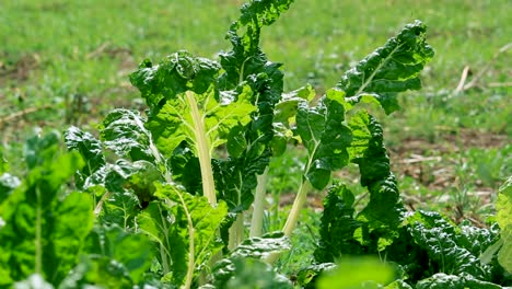 Agricultura-Inteligente:-Bioorgánica-Verde-Agricultura-Inteligente-De-Bajo-Desperdicio:-Una-Plántula-De-Mango-En-Un-Jardín-Doméstico,-Agricultura-De-Interior-Kenia-áfrica-Durante-Covid-2020-2021-Distanciamiento-Social-2020-Año-Nuevo-2021