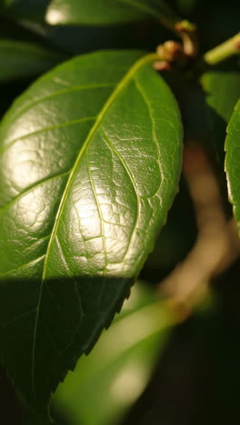 close-up of green leaves bathed in sunlight