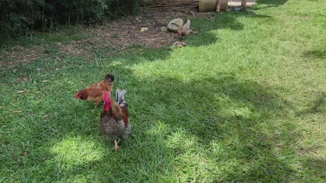 rooster and hens in a grassy yard