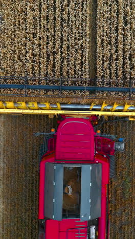 harvester machine works in field. agricultural combine machine harvesting wheat field. vertical video