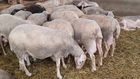 herd-of-sheep-waiting-and-hiding-their-heads