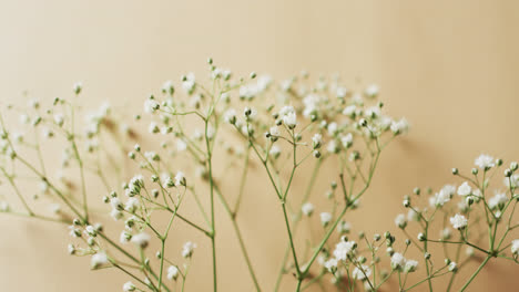 video of multiple white flowers and copy space on yellow background