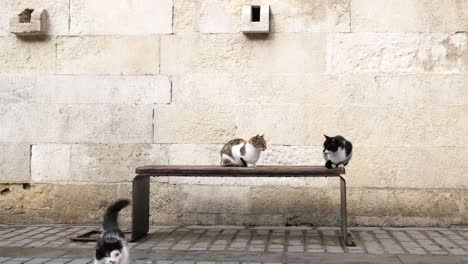 three cats sitting on a bench in front of a stone wall