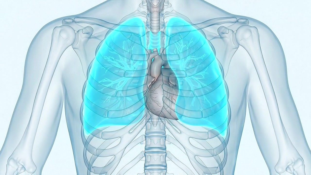 Torace trasparente che mostra polmoni azzurri pallidi e l'anatomia del cuore in posizione centrale.