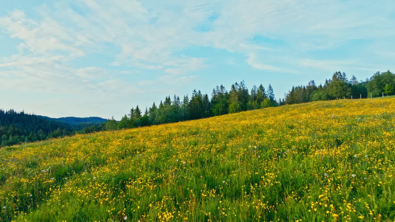 Drone Flight Over Hill With Yellow Flowers In Norway