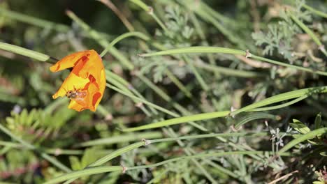 a bee interacts with a vibrant yellow flower amidst lush greenery, captured in natural lighting in glenorchy, queenstown