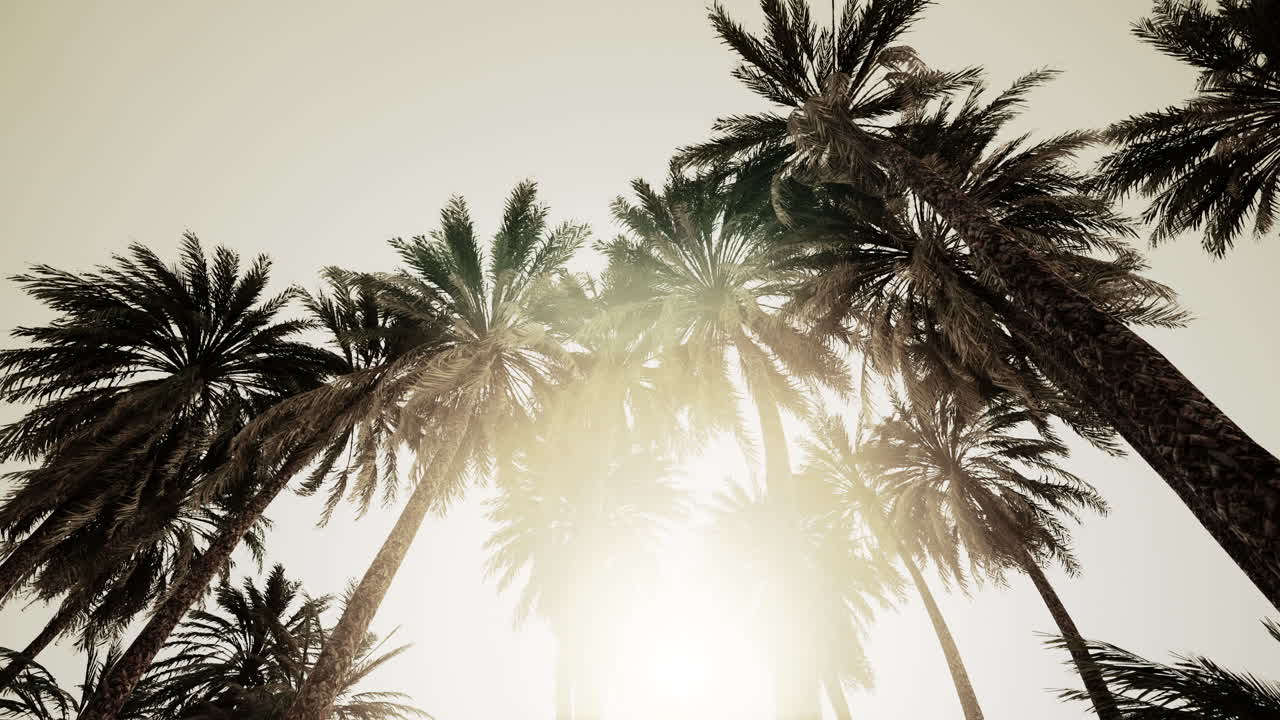 Underside of the coconuts tree with clear sky and shiny sun