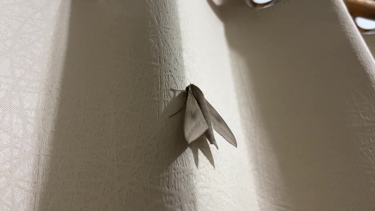 Small Grey Moth Resting on a Textured White Curtain