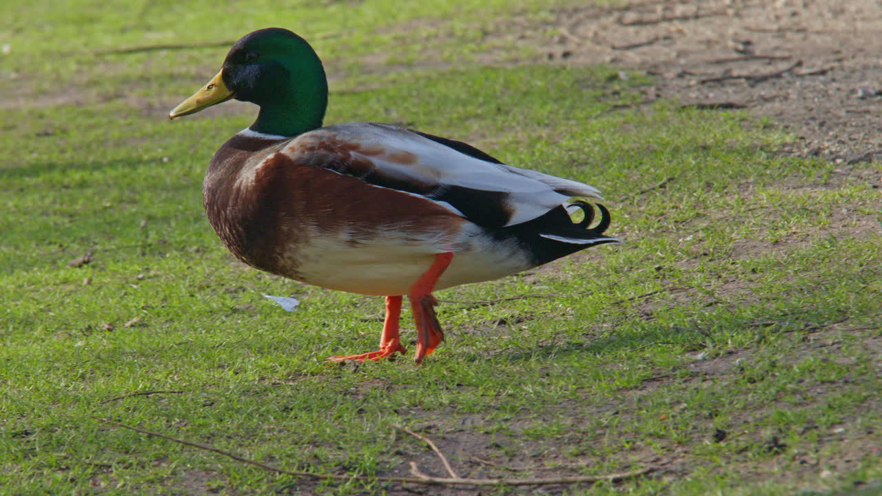 Germano reale (uccello) che cammina sull'erba in una giornata di sole. Fauna selvatica, natura, primo piano del paesaggio.