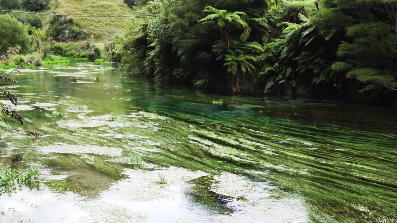 manantial de agua cristalina a lo largo de la pasarela te waihou en tapapa cerca de putaruru, nueva zelanda