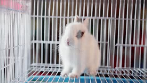 Little-white-rabbit-sitting-in-cage-alone