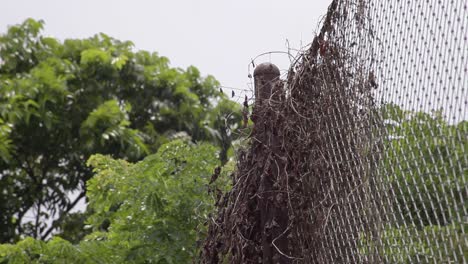 hojas marrones secas y ramitas colgando de una vieja valla oxidada con grandes árboles verdes en el fondo
