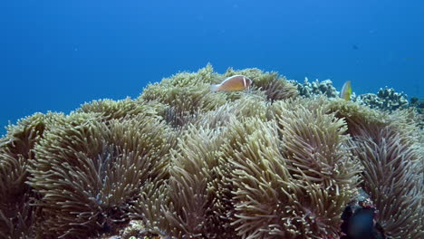 Riffleben-In-Bali,-Indonesien