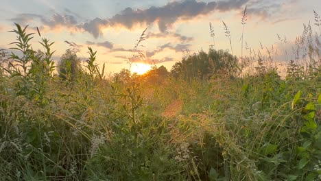 Slow-pan-of-sunrise-over-meadow-with-wildflowers