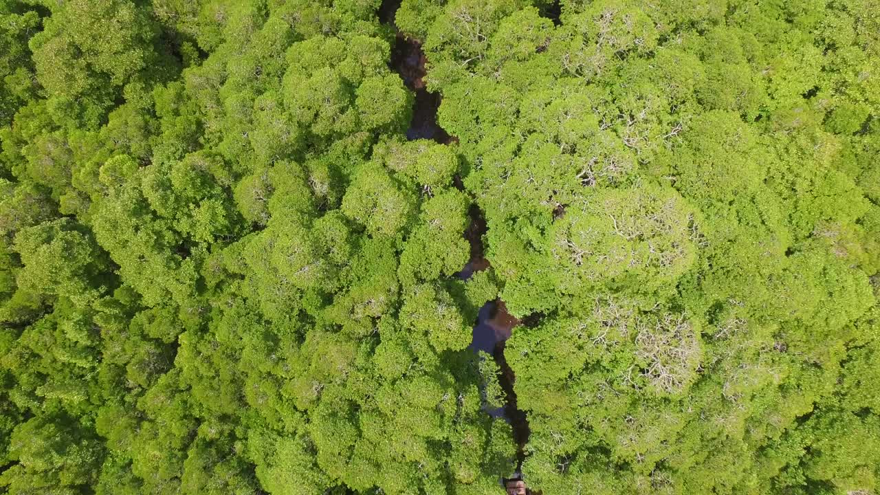 Aéreo: Floresta de mangue de Zanzibar