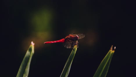 close up of a red dragonfly called red-veined darter or nomad perched on a swaying leaf