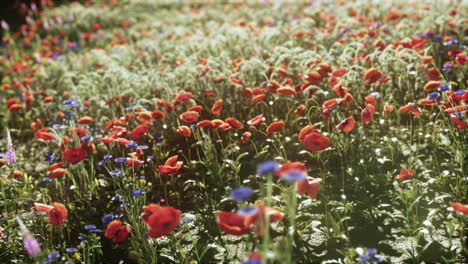 Multicolored-flowering-summer-meadow-with-red-pink-poppy-flowers