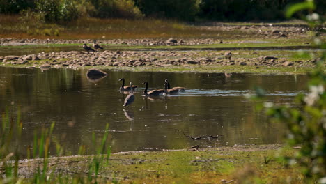 great blue heron wading in pond with canada goose while fishing 4k 60fps