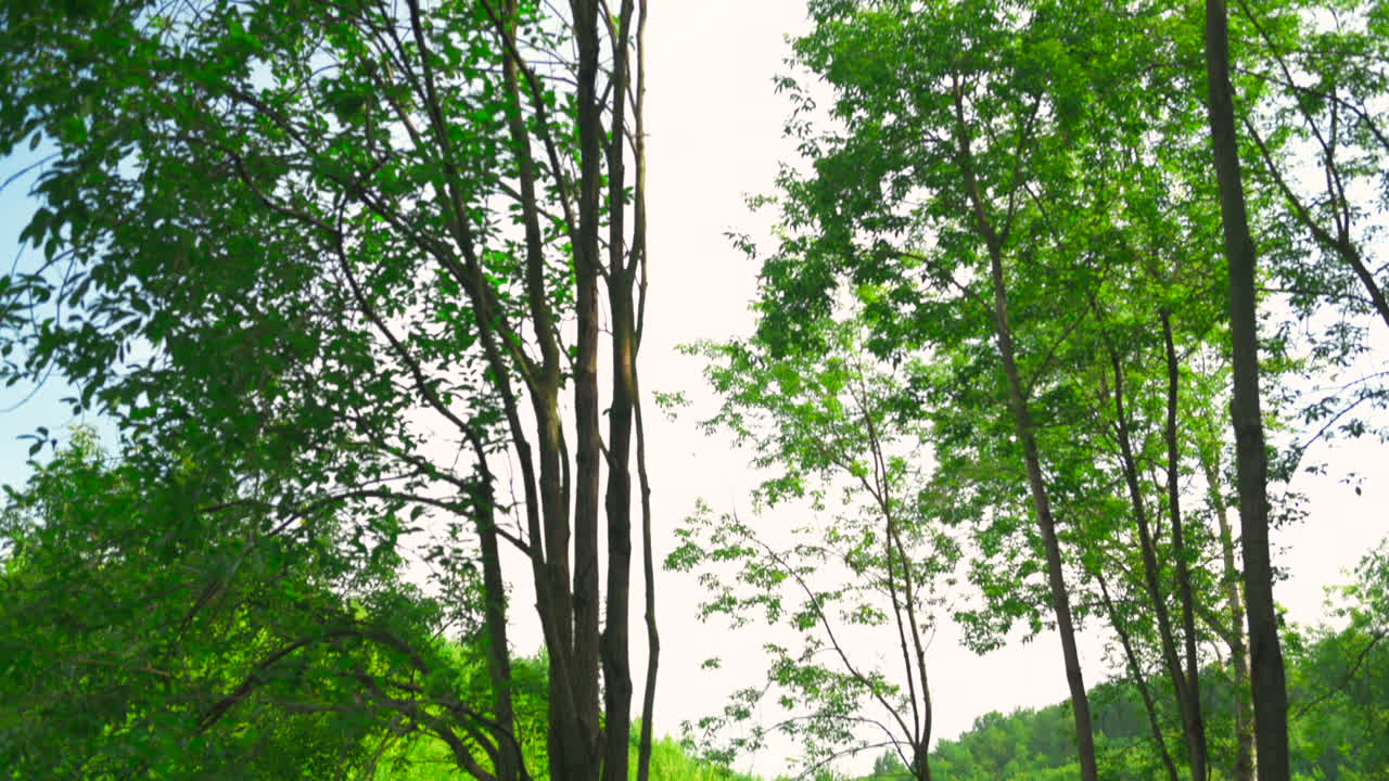 樹冠的景色
