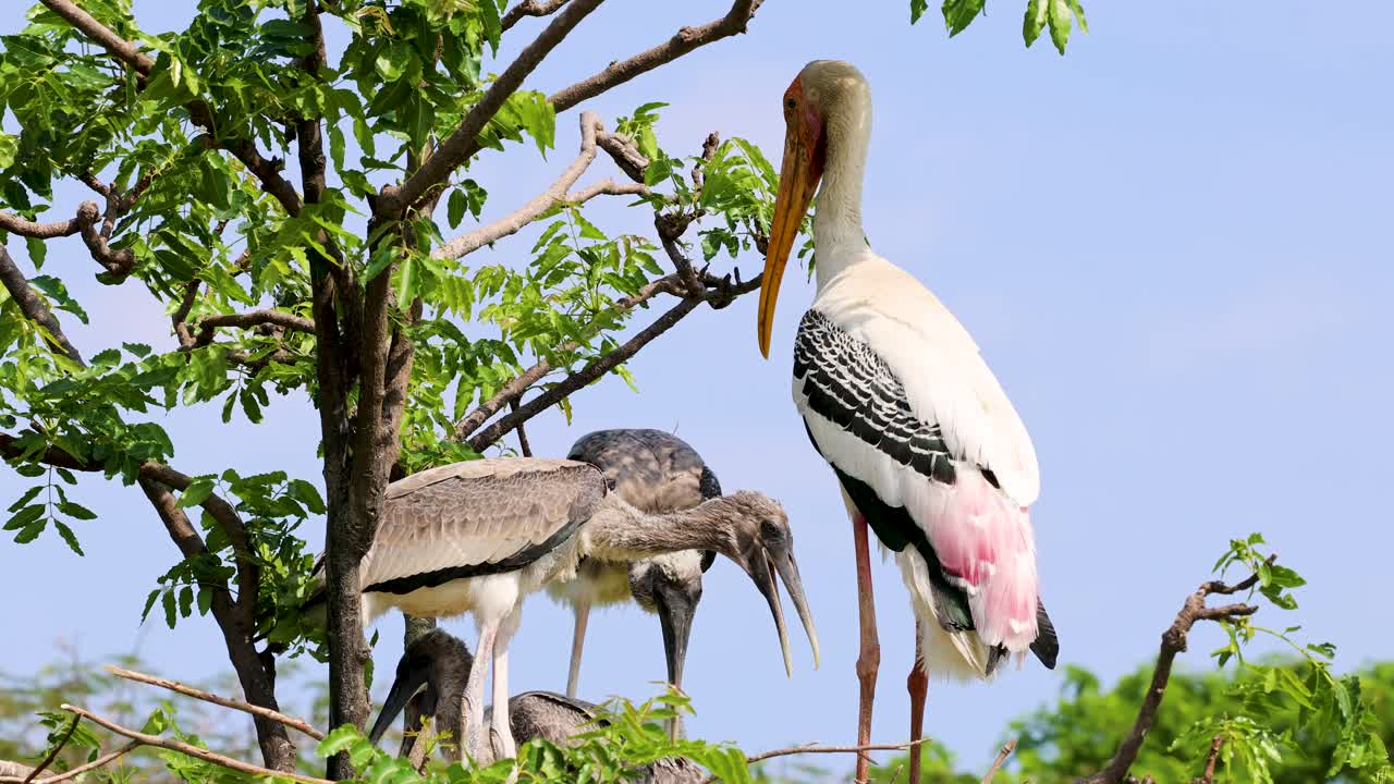 Adult painted stork feeds chicks in treetop nest, bright daylight, natural wetland environment