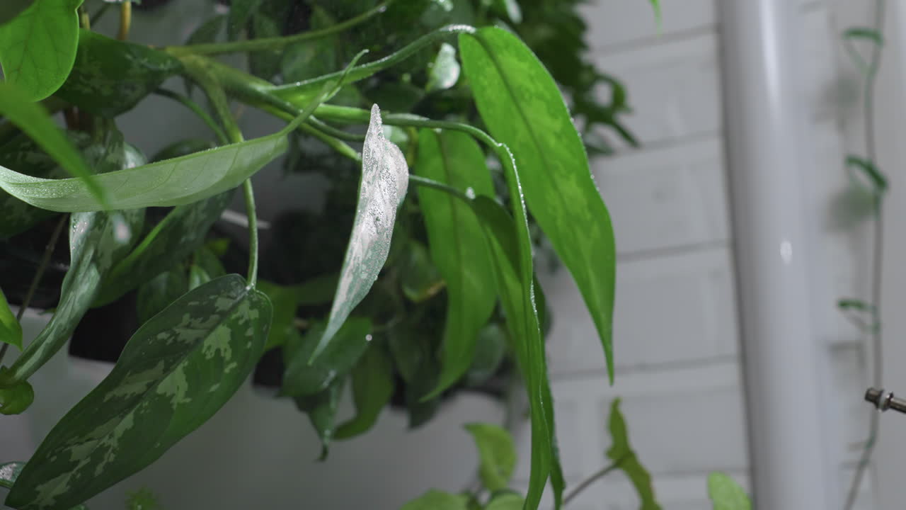 Close up urban gardener pressing pump of spray bottle to mist lush green indoor leaves with fine water droplets glistening on foliage against soft blurred background for plant hydration routine